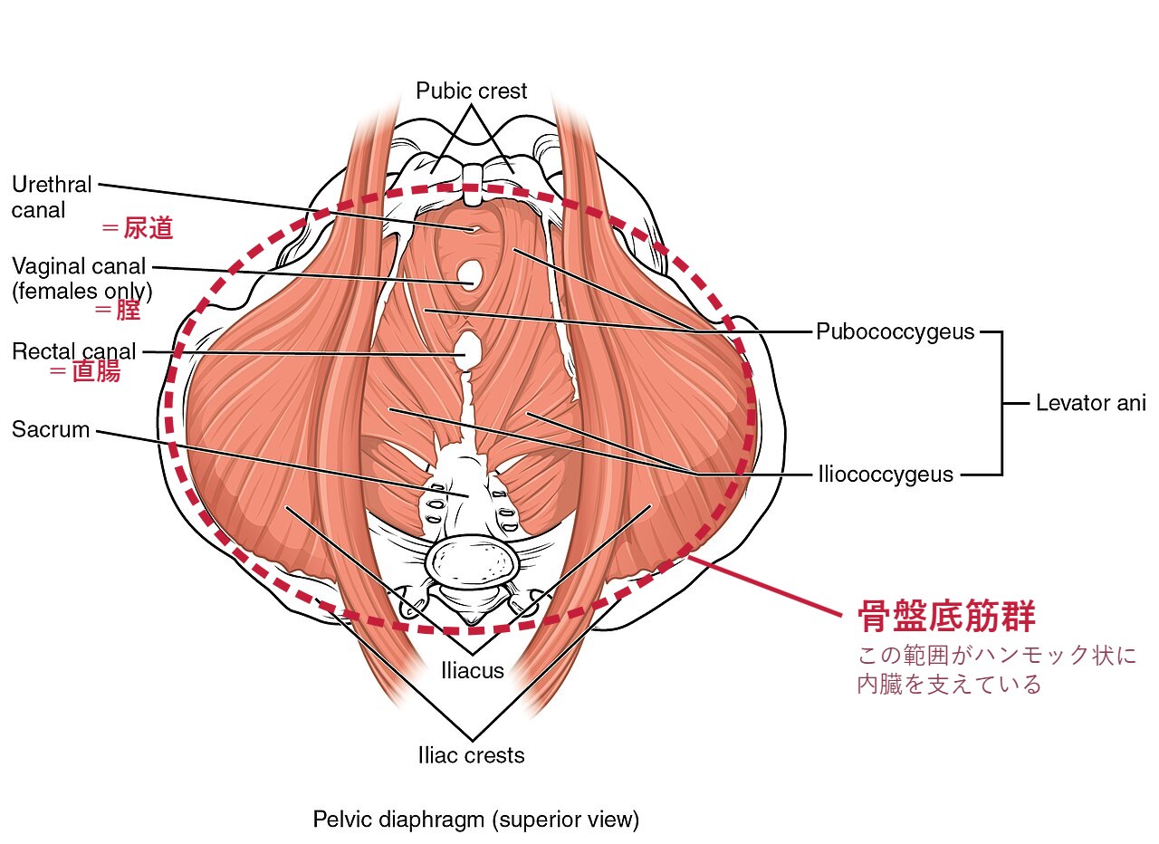 骨盤底筋群の解剖図。骨盤の底に筋肉が層になって張られている様子