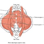骨盤底筋群の解剖図。骨盤の底に筋肉が層になって張られている様子