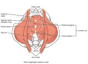 骨盤底筋群の解剖図。骨盤の底に筋肉が層になって張られている様子